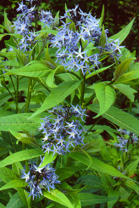 Eastern Bluestar  20 Seeds  Amsonia tabernaemontana  USA Company