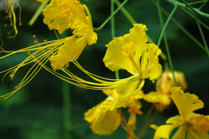 Yellow Pride of Barbados Caesalpinia pulcherrima 10 Seeds