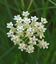Load image into Gallery viewer, Horsetail Milkweed Asclepias subverticillata 20 Seeds