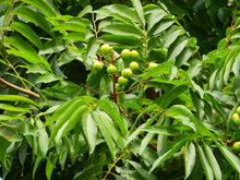 Load image into Gallery viewer, Chinese Soapberry  Sapindus mukorossi  10 Seeds
