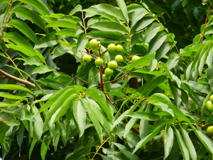 Chinese Soapberry  Sapindus mukorossi  10 Seeds