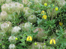 Load image into Gallery viewer, Golden Clematis  Clematis tangutica  50 Seeds