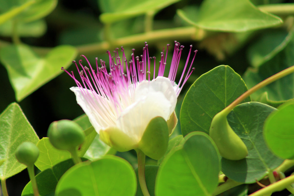 Caper Bush 20 Seeds Capparis spinosa – R&B Floridaseeds