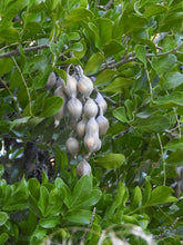 Load image into Gallery viewer, Texas Mountain Laurel Sophora secundiflora 10 Seeds