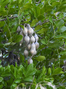 Texas Mountain Laurel Sophora secundiflora 10 Seeds
