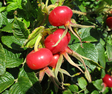 Load image into Gallery viewer, Rugosa Rose Beach Rose Rosa rugosa 20 Seeds