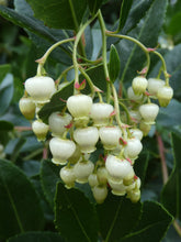 Load image into Gallery viewer, Strawberry Tree Arbutus unedo 20 Seeds