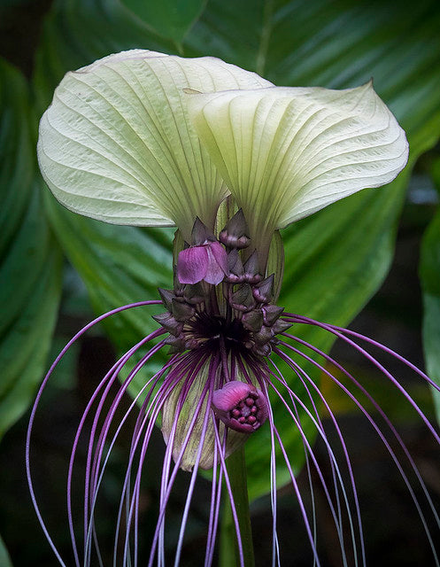 White Bat Flower Tacca integrifolia 20 Seeds  USA Company