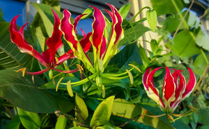 Gloriosa Lily Flame lily Gloriosa superba 20 Seeds