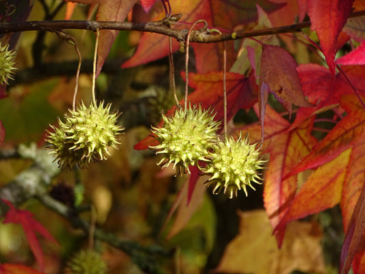 Sweetgum  Liquidambar styraciflua  100 Seeds
