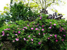 Load image into Gallery viewer, Rugosa Rose Beach Rose Rosa rugosa 20 Seeds
