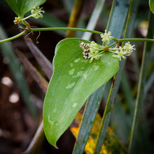 Load image into Gallery viewer, Greenbrier Smilax auriculata 20 Seeds