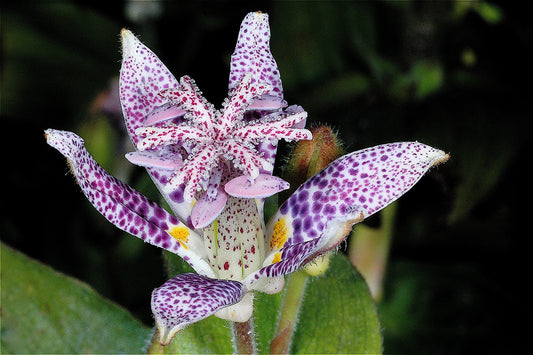 Toad Lily Trichyrtis hirta 10 Seeds  USA Company