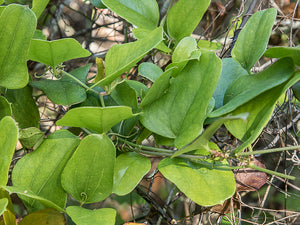 Greenbrier Smilax auriculata 20 Seeds