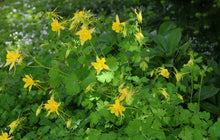 Load image into Gallery viewer, Golden Columbine Aquilegia chrysantha 20 Seeds