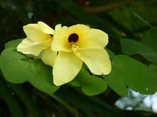 Load image into Gallery viewer, Yellow Orchid Tree Bauhinia tomentosa 20 Seeds
