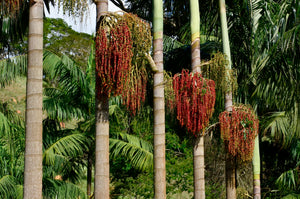 King Palm Archontophoenix alexandrae 20 Seeds