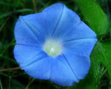 Load image into Gallery viewer, Ivy Leaf Morning Glory Ipomoea hederacea 20 Seeds