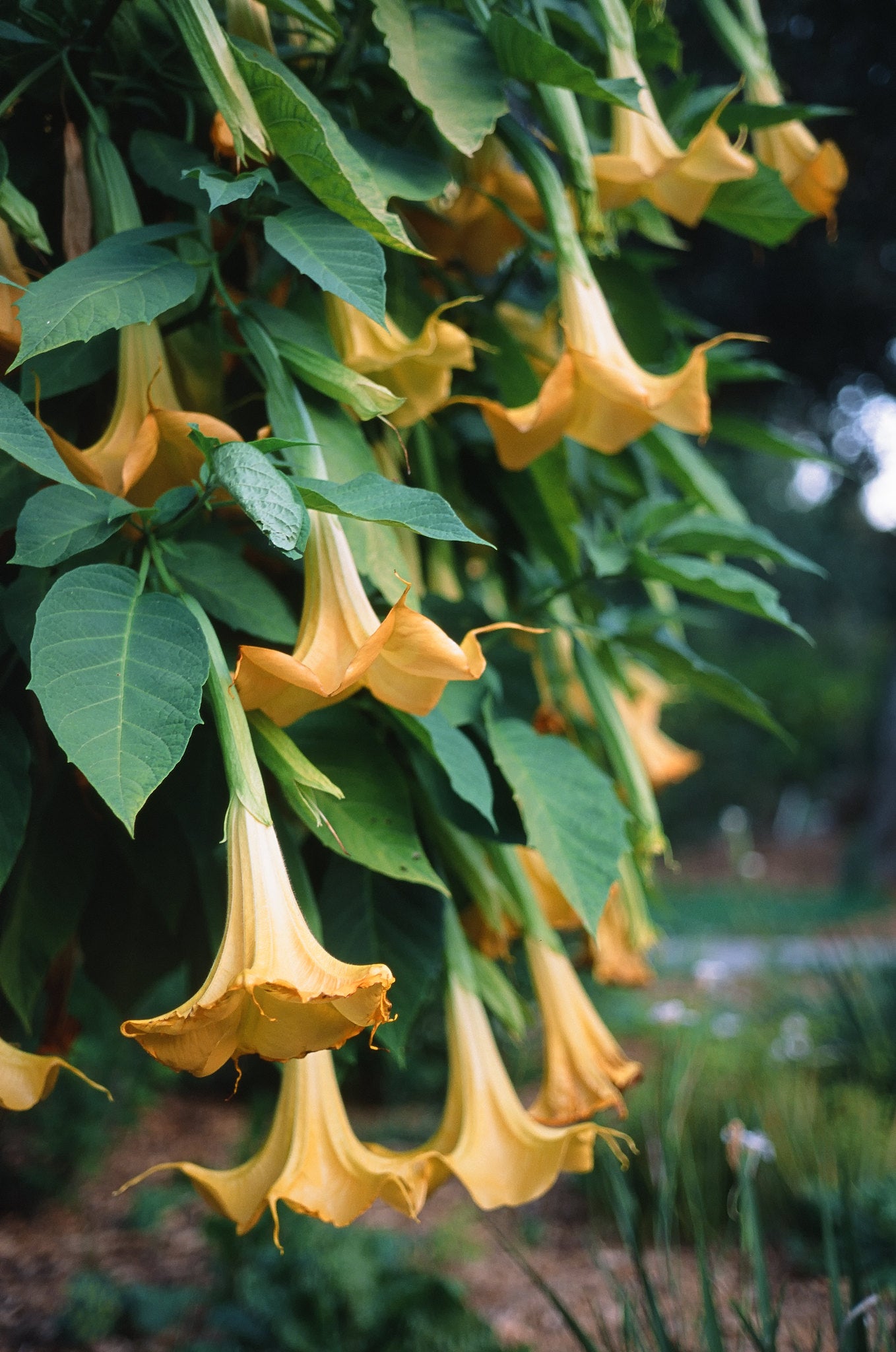 angel trumpet flower seeds Orange Angel's Trumpet Brugmansia suaveolens 5 Seeds – R&B Floridaseeds