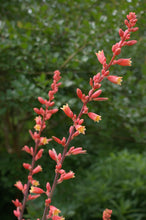 Load image into Gallery viewer, Red Yucca Hesperaloe Parviflora 50 Seeds