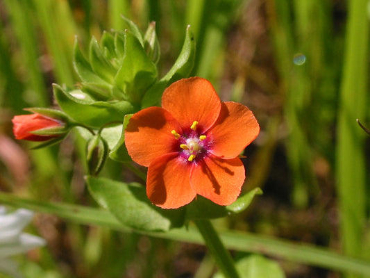 Scarlet Pimpernel Anagallis arvensis 100 Seeds