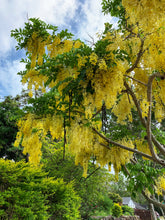 Load image into Gallery viewer, Golden Shower Tree Cassia fistula 50 Seeds