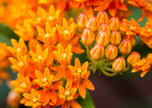 Load image into Gallery viewer, Butterfly Weed Milkweed Asclepias tuberosa 20 Seeds