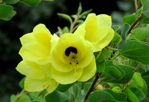 Yellow Orchid Tree Bauhinia tomentosa 20 Seeds