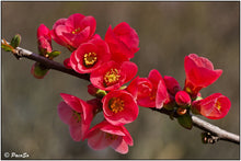 Load image into Gallery viewer, Japanese Quince Chaenomeles japonica 20 Seeds