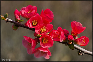 Japanese Quince Chaenomeles japonica 20 Seeds
