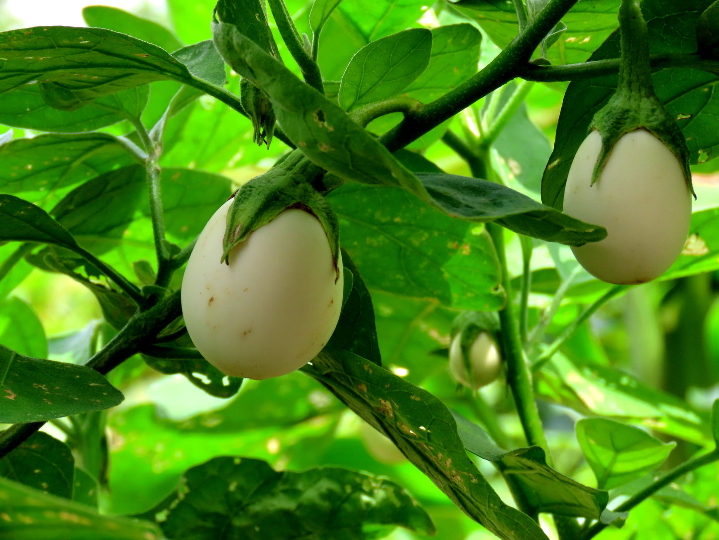 Ornamental Eggplant Solanum melongena 50 Seeds