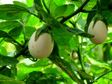 Load image into Gallery viewer, Ornamental Eggplant  Solanum melongena  50 Seeds