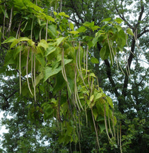 Load image into Gallery viewer, Northern Catalpa Catalpa speciosa 50 Seeds