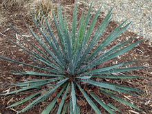 Load image into Gallery viewer, Adam&#39;s Needle Yucca filamentosa 50 Seeds