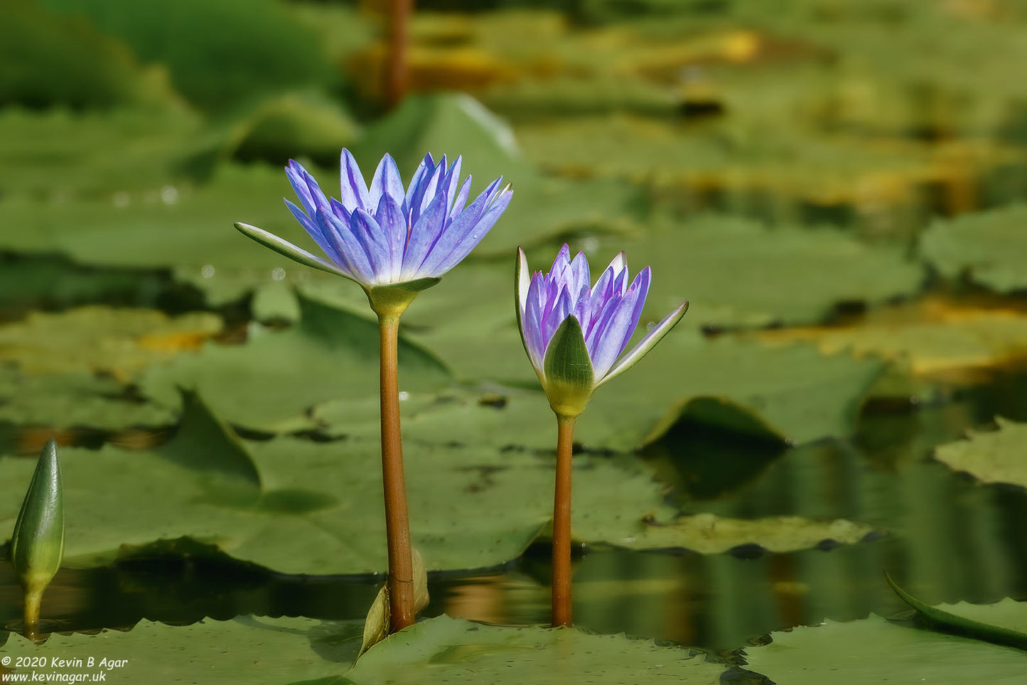 Blue Water Lily Nymphaea nouchali 100 Seeds  USA Company