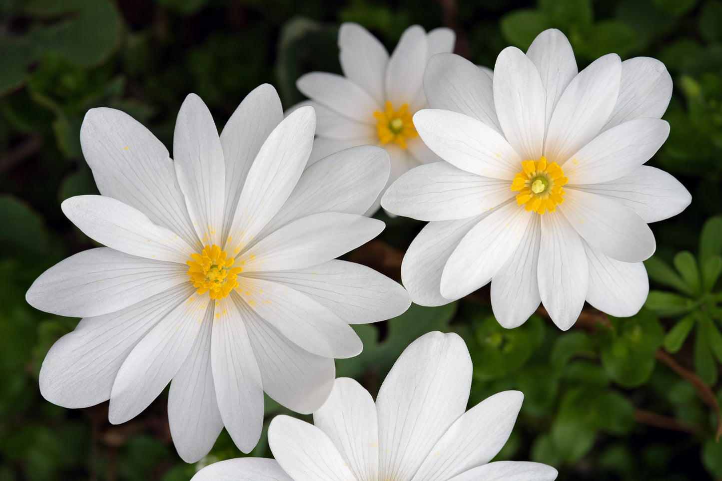 Bloodroot Sanguinaria canadensis 20 Seeds  USA Company