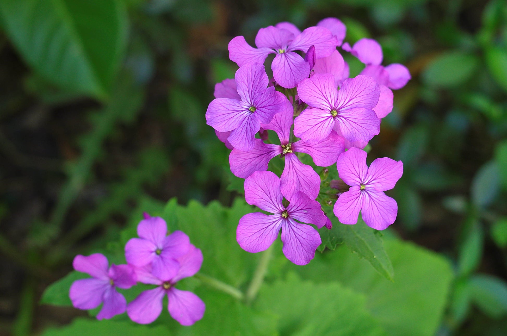 money plant lunaria flower Money Plant Honesty Lunaria annua 100 Seeds – R&B Floridaseeds