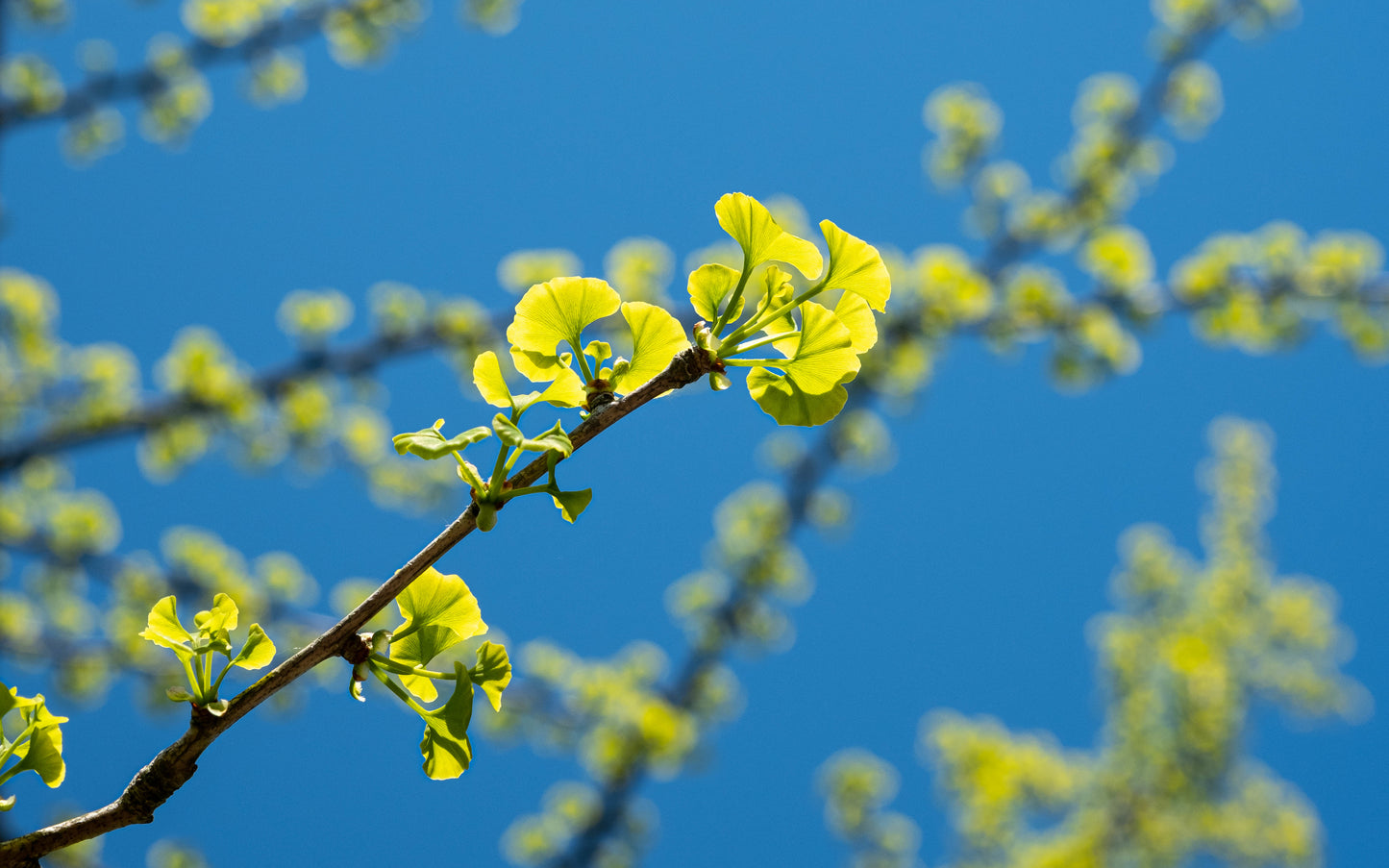 Ginkgo  25 Seeds  Maidenhair Tree Ginkgo biloba  USA Company