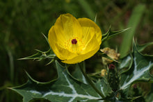 Load image into Gallery viewer, Mexican Poppy Argemone mexicana 20 Seeds