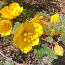 Load image into Gallery viewer, California Flannelbush  Fremontodendron californicum  10 Seeds