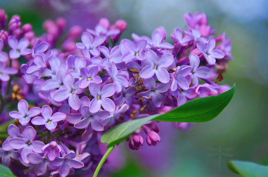 Lilac Syrina vulgaris 20 Seeds   USA Company