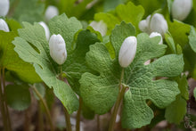 Load image into Gallery viewer, Bloodroot Sanguinaria canadensis  20 Seeds