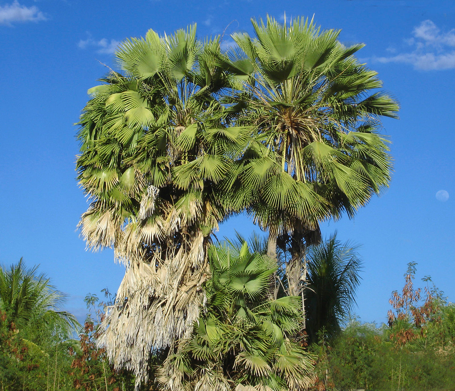 Carnauba Wax Palm Copernicia cerifera 20 Seeds