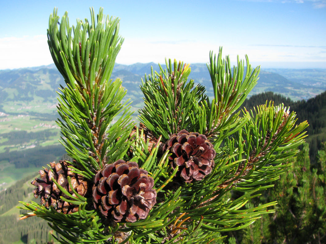 Mugo Pine Mountain Pine Pinus mugo 20 Seeds