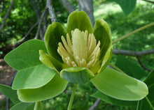 Load image into Gallery viewer, Chinese Tulip Tree Liriodendron chinense 20 Seeds