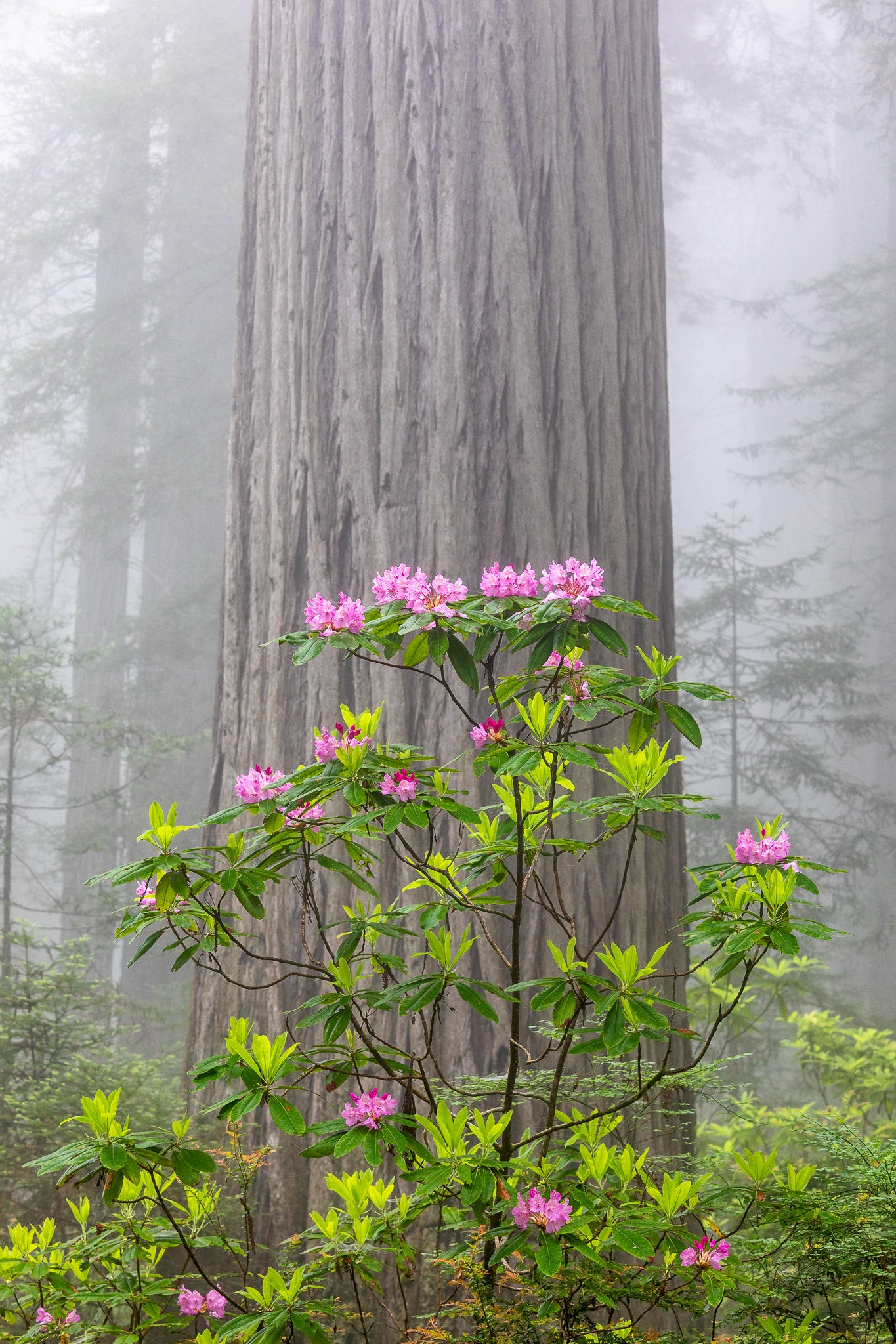 Coast Redwood  Sequoia sempervirens  50 Seeds  USA Company