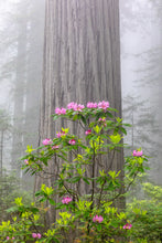 Load image into Gallery viewer, Coast Redwood Sequoia sempervirens 20 Seeds
