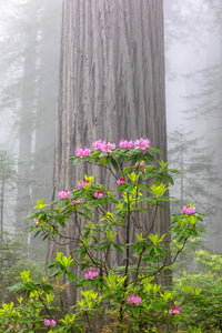 Coast Redwood Sequoia sempervirens 50 Seeds