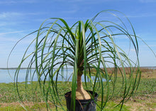 Load image into Gallery viewer, Ponytail Palm Beaucarnea recurvata Bulk 200 Seeds