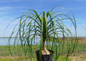 Ponytail Palm Beaucarnea recurvata Bulk 200 Seeds